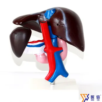 Модел на черния дроб и задстомашната жлеза, язва на дванадесетопръстника, модел на жлъчния мехур, модел на храносмилателната система